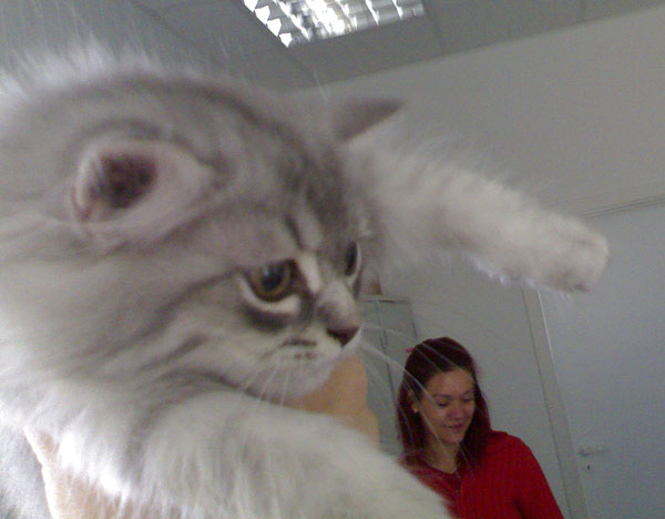 cats_0003