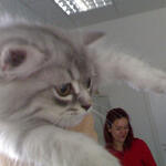 cats_0003