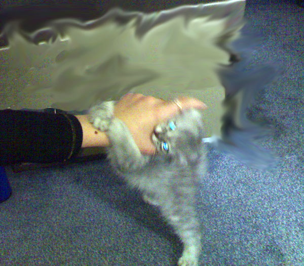 cats_0004