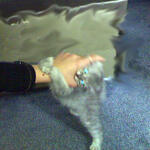 cats_0004
