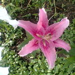 o_flower_001
