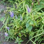 IMG_7774