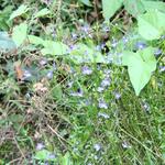 IMG_7775