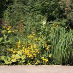 IMG_7781