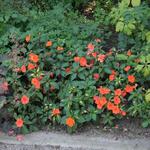 IMG_7783