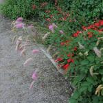 IMG_7785