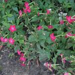 IMG_7786