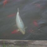 IMG_7787