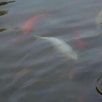 IMG_7788