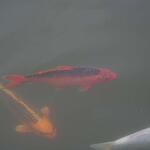 IMG_7791