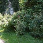 IMG_7797