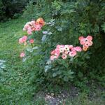 IMG_7798