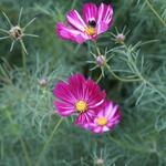 IMG_7803