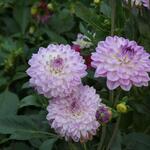 IMG_7805