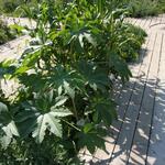 IMG_7814