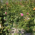 IMG_7816