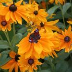 IMG_7822