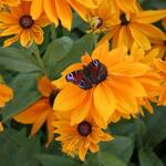 IMG_7823