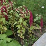 IMG_7826