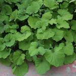 IMG_7827