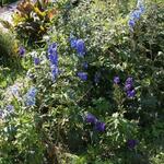 IMG_7829