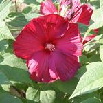 IMG_7831