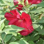 IMG_7834