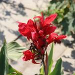 IMG_7835