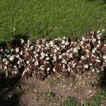 IMG_7852
