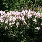 IMG_7853
