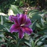 IMG_7867