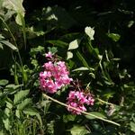 IMG_7869