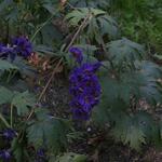 IMG_7883