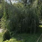 IMG_7889