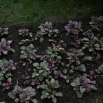 IMG_7893
