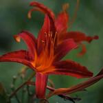 IMG_7905