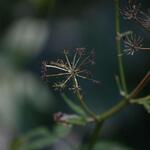 IMG_7906