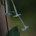 IMG_7907
