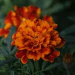 IMG_7908