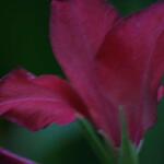 IMG_7916