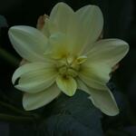 IMG_7917