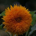IMG_7919