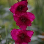 IMG_7921