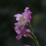 IMG_7922