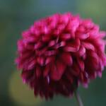 IMG_7925