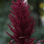 IMG_7934