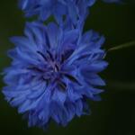 IMG_7935