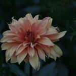 IMG_7937