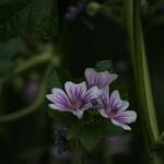 IMG_7942