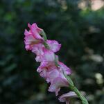 IMG_7944